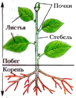 Схема строения побега