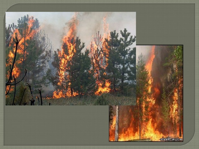 Верховой пожар сдо ржд. Беглый верховой пожар. Верховой Лесной пожар. Устойчивый верховой пожар. Беглые и устойчивые Лесные пожары.