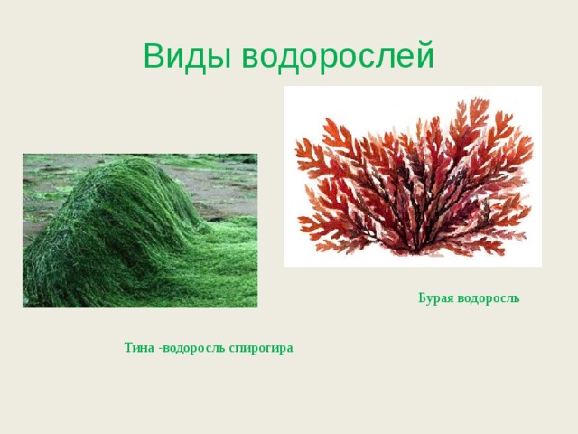 Виды водорослей Бурая водоросль Тина -водоросль спирогира  