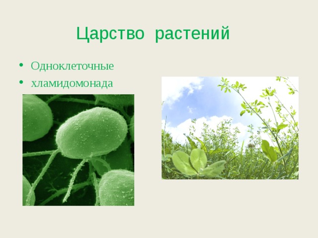 Царство растений Одноклеточные хламидомонада многоклеточные 