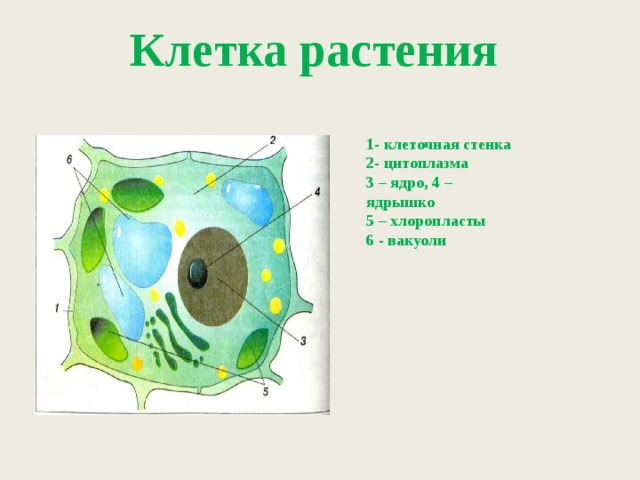 Клетка растения 1- клеточная стенка 2- цитоплазма 3 – ядро, 4 – ядрышко 5 – хлоропласты 6 - вакуоли 