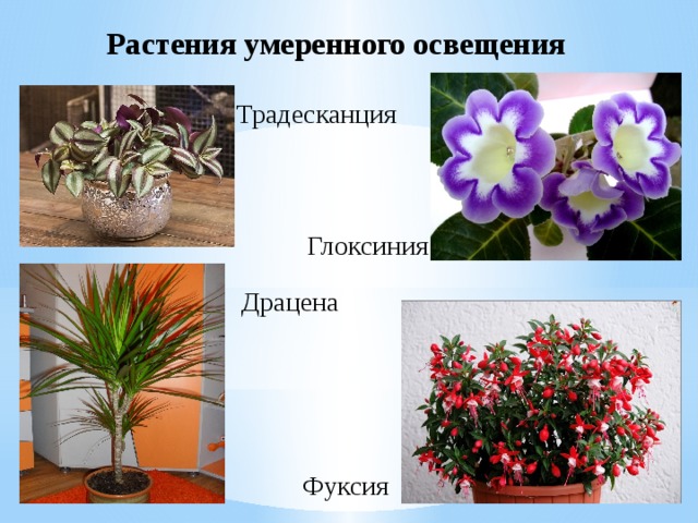 Растения умеренного освещения   Традесканция Глоксиния Драцена Фуксия 
