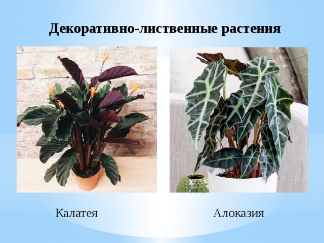 Декоративно-лиственные растения Калатея Алоказия 