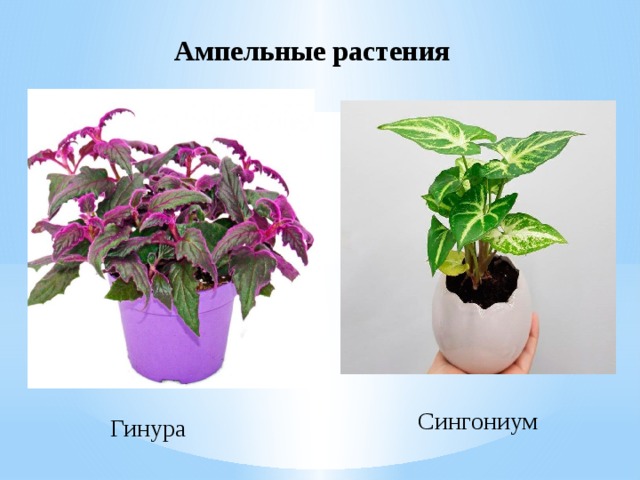 Ампельные растения Сингониум Гинура 