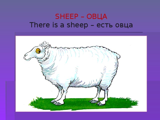 SHEEP – ОВЦА There is a sheep – есть овца 