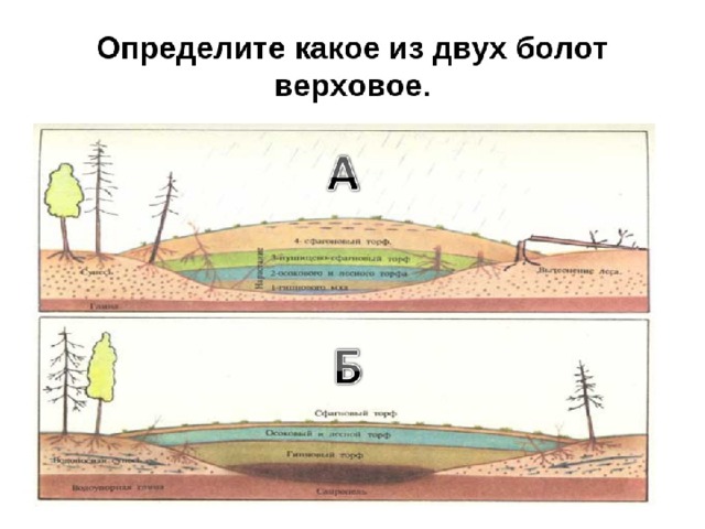 Верховые и низинные болота