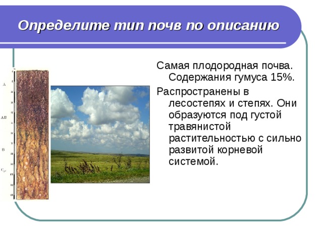 Почвы степей и лесостепей в России. Определить Тип почвы. В какой зоне наиболее плодородные почвы