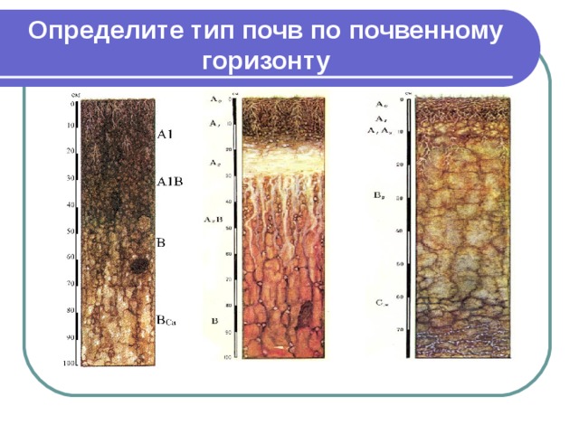 Виды почв 5 класс