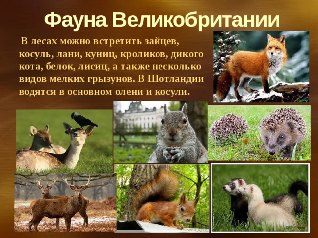 Фауна Великобритании  В лесах можно встретить зайцев, косуль, лани, куниц, кроликов, дикого кота, белок, лисиц, а также несколько видов мелких грызунов. В Шотландии водятся в основном олени и косули. 