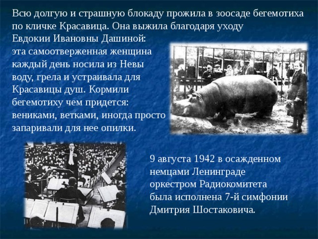 Всю долгую и страшную блокаду прожила в зоосаде бегемотиха по кличке Красавица. Она выжила благодаря уходу Евдокии Ивановны Дашиной: эта самоотверженная женщина каждый день носила из Невы воду, грела и устраивала для Красавицы душ. Кормили бегемотиху чем придется: вениками, ветками, иногда просто запаривали для нее опилки. 9 августа 1942 в осажденном немцами Ленинграде оркестром Радиокомитета была исполнена 7-й симфонии Дмитрия Шостаковича. 