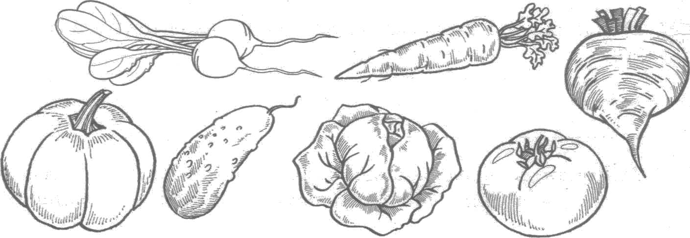 Рисунок овощного растения 2 класс