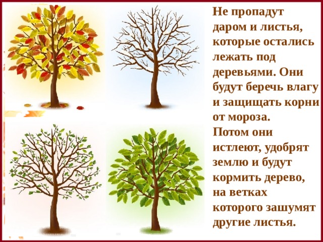 Не пропадут даром и листья, которые остались лежать под деревьями. Они будут беречь влагу и защищать корни от мороза. Потом они истлеют, удобрят землю и будут кормить дерево, на ветках которого зашумят другие листья. 
