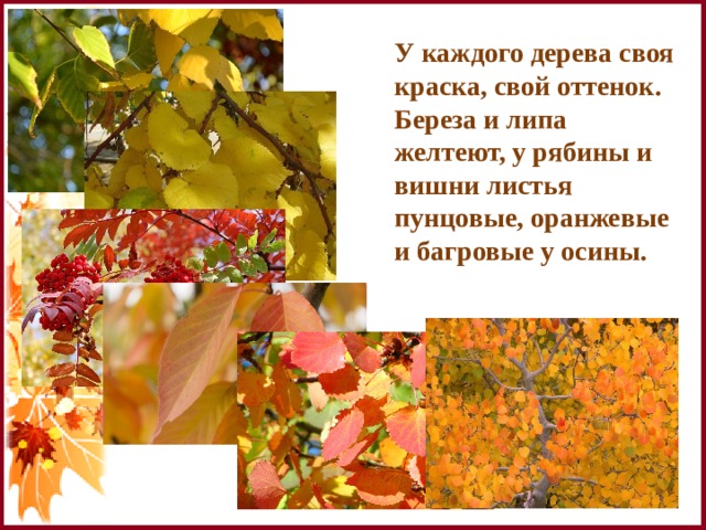 У каждого дерева своя краска, свой оттенок. Береза и липа желтеют, у рябины и вишни листья пунцовые, оранжевые и багровые у осины. 