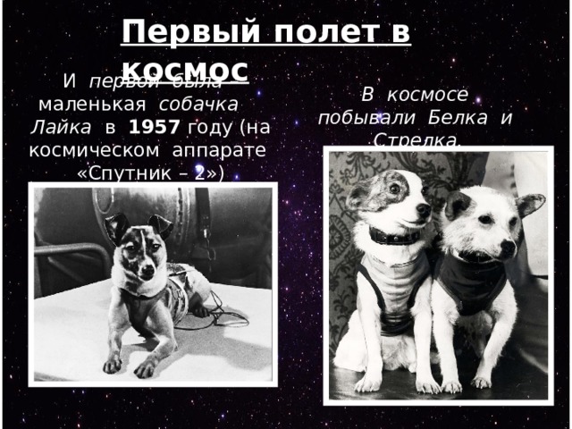 Какие конфеты первыми побывали в космосе. Лайка полет в космос. Собака лайка в космосе. 1957 Лайка в космосе. Собачка лайка в 1957 году.