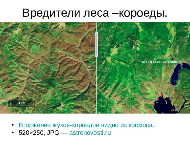 Вредители леса –короеды. Вторжение жуков-короедов видно из космоса. 520×250, JPG —  astronovosti.ru 