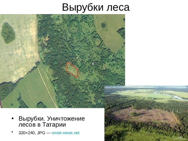 Вырубки леса Вырубки. Уничтожение лесов в Татарии 320×240, JPG —  omsk-news.net  
