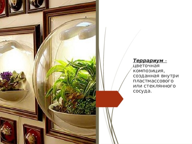 Террариум - цветочная композиция, созданная внутри пластмассового или стеклянного сосуда.    