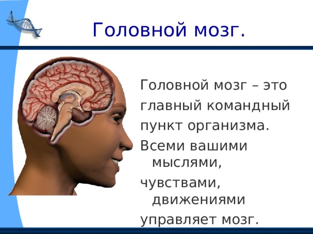  Головной мозг. Головной мозг – это главный командный пункт организма. Всеми вашими мыслями, чувствами, движениями управляет мозг. 