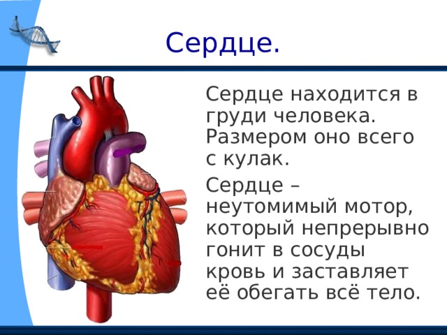 Сердце.  Сердце находится в груди человека. Размером оно всего с кулак.  Сердце – неутомимый мотор, который непрерывно гонит в сосуды кровь и заставляет её обегать всё тело. 