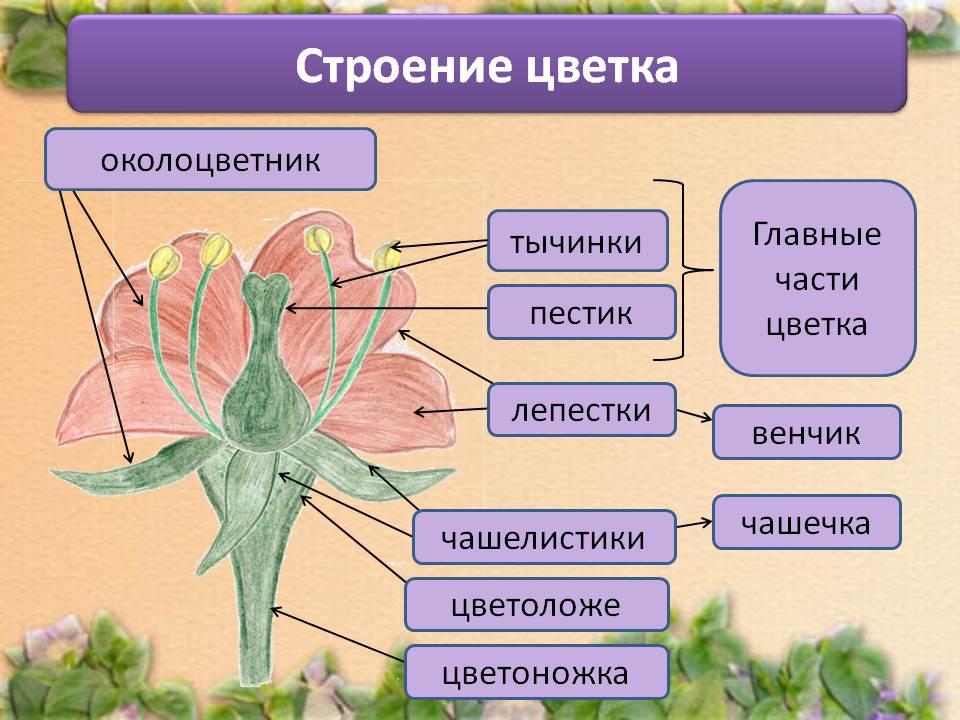 Проект на биологию 6 класс