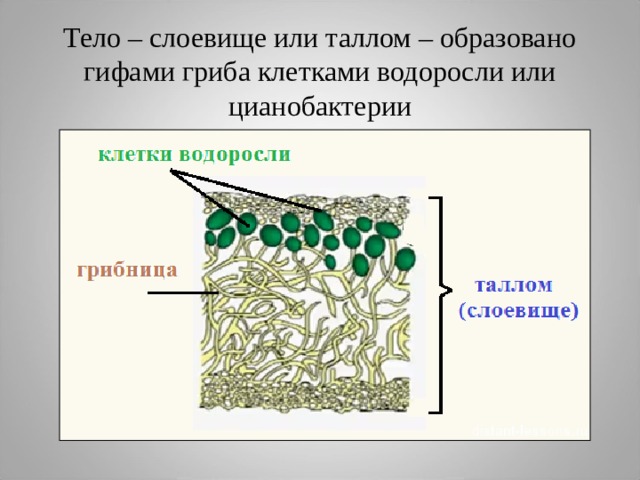 Тело – слоевище или таллом – образовано гифами гриба клетками водоросли или цианобактерии 