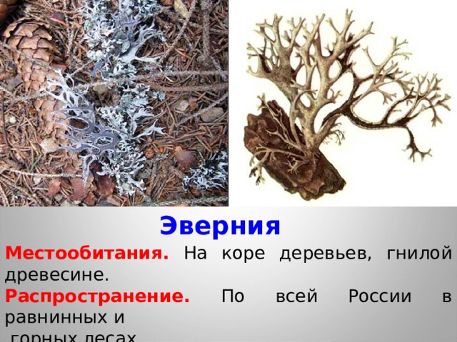 Эверния Местообитания. На коре деревьев, гнилой древесине. Распространение. По всей России в равнинных и  горных лесах. 