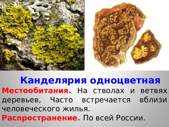 Канделярия одноцветная Местообитания. На стволах и ветвях деревьев, Часто встречается вблизи человеческого жилья. Распространение. По всей России. 