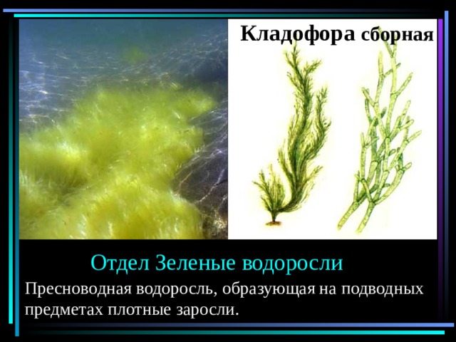 Какие водоросли образуют. Кладофора Тип таллома. Кладофора водоросль. Кладофора аквариумное растение. Кладофора водоросль сообщение.
