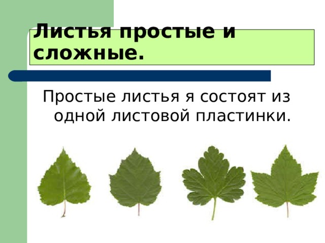 Листья простые и сложные. Простые листья я состоят из одной листовой пластинки. 