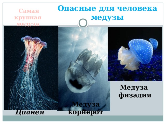 Опасные для человека медузы Самая крупная медуза Медуза физалия Медуза корнерот Цианея 