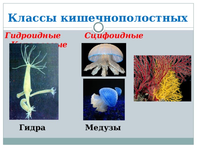 Классы кишечнополостных Гидроидные Сцифоидные Коралловые  полипы Гидра Медузы 