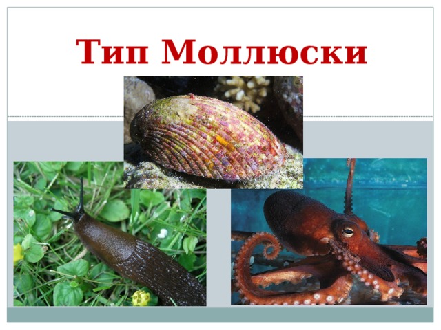 Тип Моллюски 
