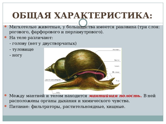 Общая характеристика типа моллюсков. Общая характеристика мообсков.
