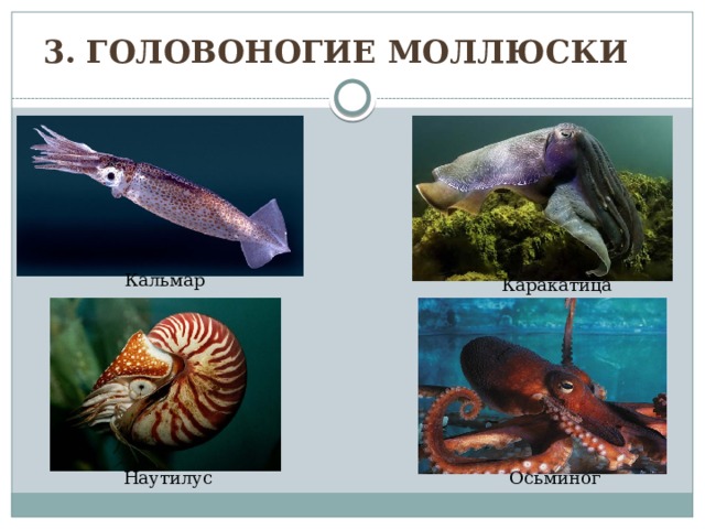 3. Головоногие моллюски Кальмар Каракатица Наутилус Осьминог 