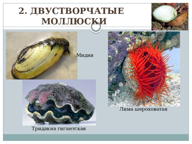 2. Двустворчатые моллюски Мидии Лима шероховатая Тридакна гигантская 