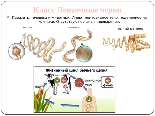 Класс Ленточные черви Паразиты человека и животных. Имеют лентовидное тело, поделенное на членики. Отсутствуют органы пищеварения.  Бычий цепень 