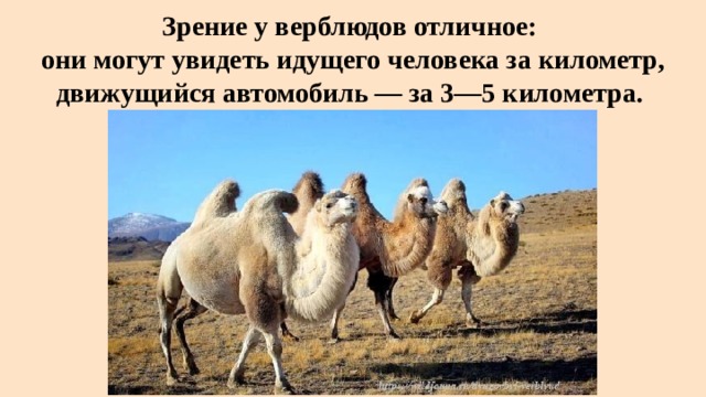 Зрение у верблюдов отличное:  они могут увидеть идущего человека за километр, движущийся автомобиль — за 3—5 километра.  