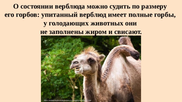 О состоянии верблюда можно судить по размеру  его горбов: упитанный верблюд имеет полные горбы,  у голодающих животных они  не заполнены жиром и свисают. 