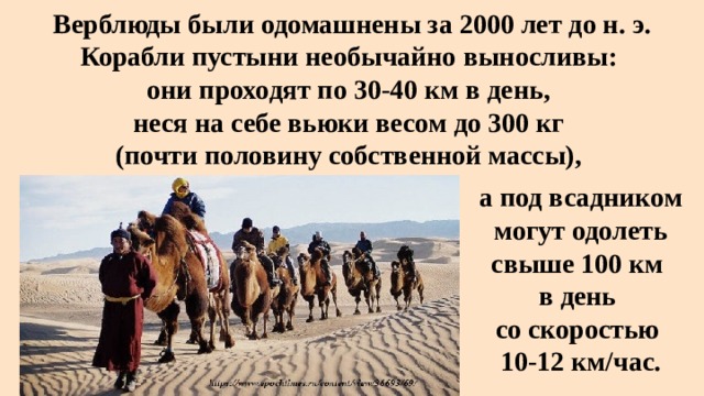  Верблюды были одомашнены за 2000 лет до н. э.  Корабли пустыни необычайно выносливы:  они проходят по 30-40 км в день,  неся на себе вьюки весом до 300 кг  (почти половину собственной массы), а под всадником могут одолеть свыше 100 км в день  со скоростью 10-12 км/час. 