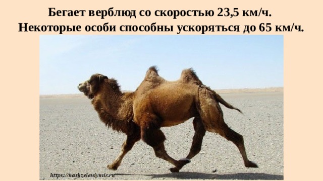 Бегает верблюд со скоростью 23,5 км/ч.  Некоторые особи способны ускоряться до 65 км/ч. 