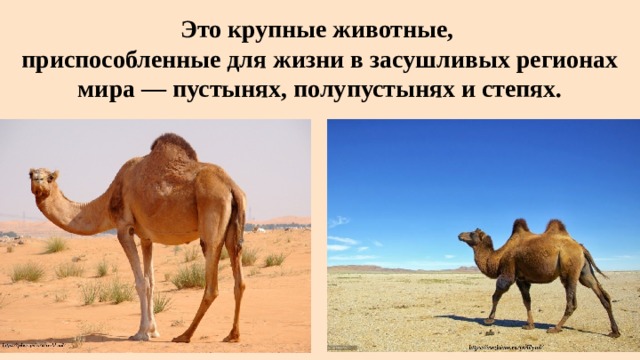 Это крупные животные,  приспособленные для жизни в засушливых регионах мира — пустынях, полупустынях и степях. 