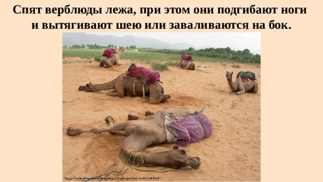 Спят верблюды лежа, при этом они подгибают ноги  и вытягивают шею или заваливаются на бок. 
