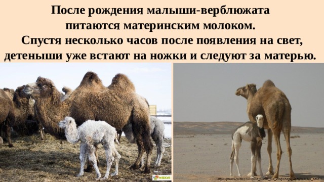 После рождения малыши-верблюжата  питаются материнским молоком.  Спустя несколько часов после появления на свет, детеныши уже встают на ножки и следуют за матерью. 