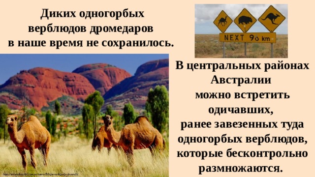 Диких одногорбых верблюдов дромедаров   в наше время не сохранилось. В центральных районах Австралии можно встретить одичавших, ранее завезенных туда одногорбых верблюдов, которые бесконтрольно размножаются.  