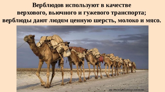 Верблюдов используют в качестве  верхового, вьючного и гужевого транспорта;  верблюды дают людям ценную шерсть, молоко и мясо.  