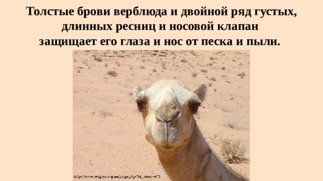 Толстые брови верблюда и двойной ряд густых, длинных ресниц и носовой клапан  защищает его глаза и нос от песка и пыли. 