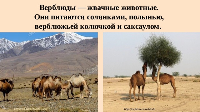 Верблюды — жвачные животные.  Они питаются солянками, полынью,   верблюжьей колючкой и саксаулом.   