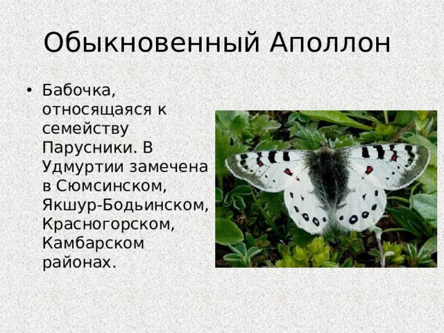 Бабочки относятся к группе. Бабочка Аполлон. Аполлон обыкновенный. Бабочка Аполлон красная книга. Бабочка Аполлон красная книга России.