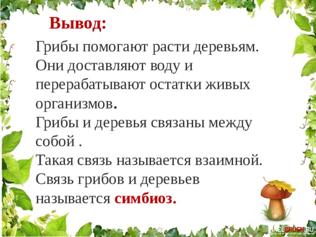 Грибы помогают. Вывод про грибы. Заключение о грибах. Вывод проекта о грибах. Грибы помогают деревьям расти.