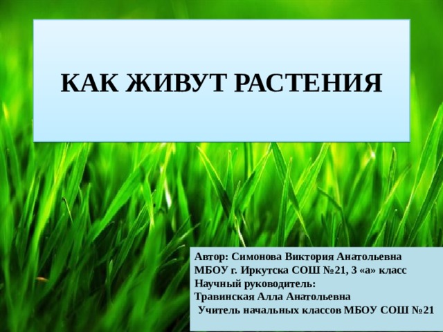 КАК ЖИВУТ РАСТЕНИЯ Автор: Симонова Виктория Анатольевна МБОУ г. Иркутска СОШ №21, 3 «а» класс Научный руководитель: Травинская Алла Анатольевна  Учитель начальных классов МБОУ СОШ №21 